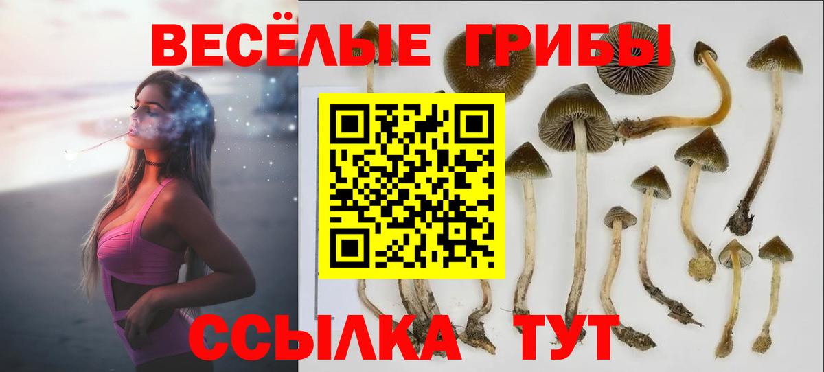 Фрязино  Галлюциногенные грибы Psilocybine cubensis  Вход с VPN 